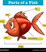 Image result for Diagram of Fish