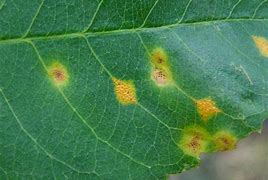 Image result for Orange Spots On Apple Leaves