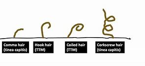 Image result for Corkscrew Hair