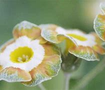 Bildergebnis für Primula auricula Xavier