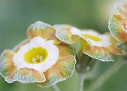 Bildergebnis für Primula auricula Marmion