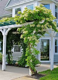Image result for Climbing Plants for Fences