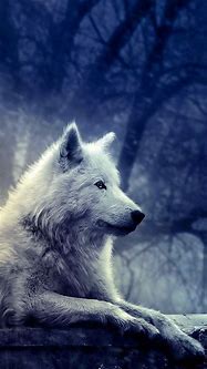 Image result for Wolf iOS Wallpaper