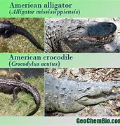 Image result for Crocodile and Alligator Side by Side