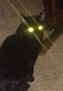 Image result for Glow Cat Meme