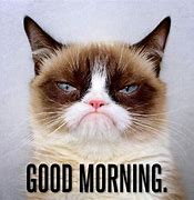 Image result for Grumpy Cat Good Morning