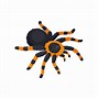 Image result for Tarantula Front View