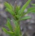 Image result for Baptisia australis