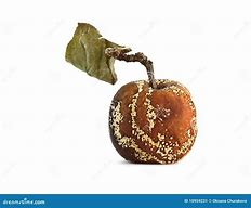 Image result for Old Rotten Apple