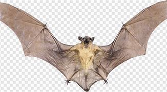 Image result for Real Bat Heart