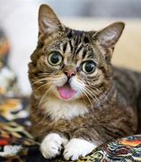 Image result for bub�hico