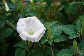 Image result for Moonflower Vine Plant