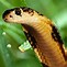 Image result for Snakes 3D Nokia N70
