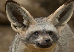 Image result for Bat-Eared Fox Power Disc