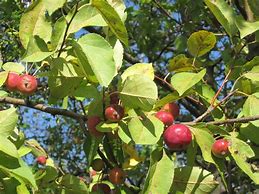 Image result for Wild Apple Tree Leaves