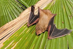 Image result for Western Yellow Bat