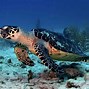 Image result for Tortoise Wierd