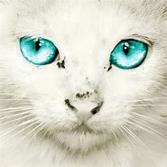 Image result for Cyan Cat