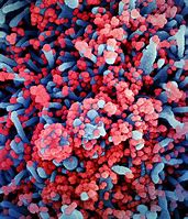 Image result for Gavin Newsom Coronavirus