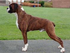 Image result for Boxer Dog Body