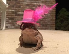 Image result for Cute Frog with Top Hat