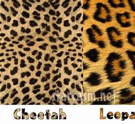 Image result for Free Leopard Print Pattern
