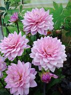 Image result for Dahlia Prospero