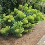 Image result for Euphorbia characias subsp. wulfenii