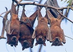 Image result for Palid Bat Hanging Upside Down