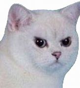 Image result for Sad Cat Drinking Bleach Meme