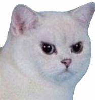 Image result for Sad Cat Meme Transparent