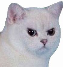 Image result for Cat Meme No Background