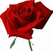Image result for Red Rose Images. Free