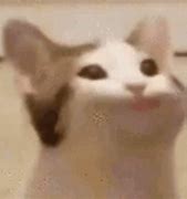 Image result for GIF Cat Discord PFP