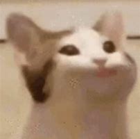Image result for Pop Cat Meme GIF