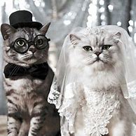 Image result for Cat Wedding Meme