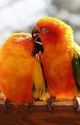 Image result for Funny Love Birds