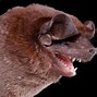 Image result for Bat Face Reference