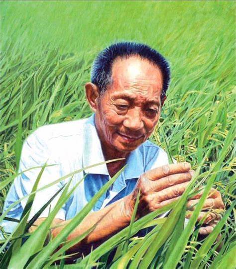 袁隆平发明杂交水稻的具体故事