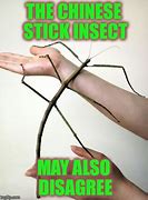 Image result for Stick Insect Meme