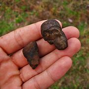 Image result for Armadillo Poop