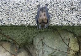 Image result for Little Brown Bat Hanging