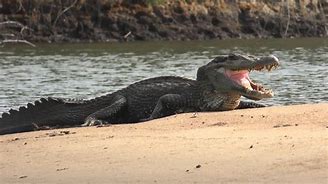 Image result for Giant Black Caiman