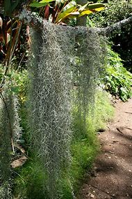 Image result for Spanish Moss Sheets