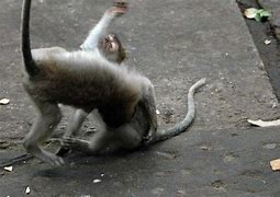 Image result for Monkey Fighting Meme