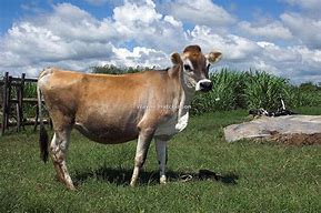 Image result for Types of Dairy Cows in Kenya