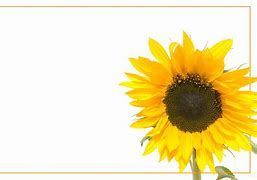 Image result for Sunflower Wallpaper iPhone