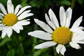 Зображення, знайдене за запитом "LEUCANTHEMUM MAIKONIGIN"