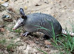 Image result for Armadillo Cousin