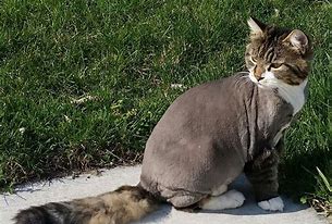 Image result for Weird Cat Haircuts